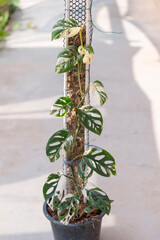 Monstera Acuminata Albo Varigated in the pot - swiss cheese albo  Varigated  