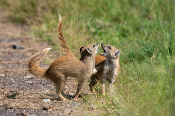 Obraz premium Mangouste jaune