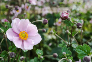 Fototapeta premium Beautiful pink Japanese anemone flower blooming in a garden with soft bokeh background.