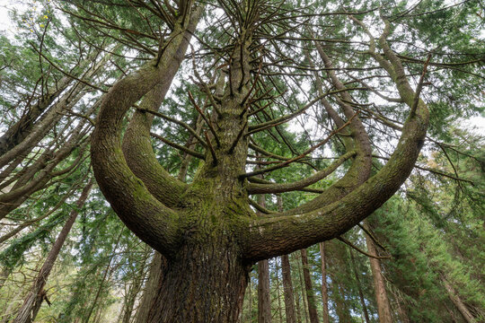 Unique tree with large branches in a forest in Madeira, Portugal
