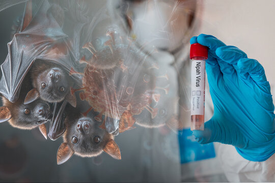 Composite concept of Nipah virus origin showing Pteropus fruit bats as natural reservoir and scientist holding positive test tube. Zoonotic disease outbreak and pandemic risk.