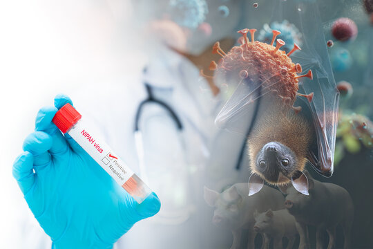 Composite concept of Nipah virus origin showing Pteropus fruit bats as natural reservoir and scientist holding positive test tube. Zoonotic disease outbreak and pandemic risk.
