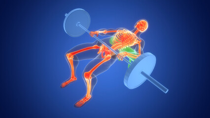 Human Lifting Heavy Barbell with Weights in Hip Thrust Exercise Anatomy