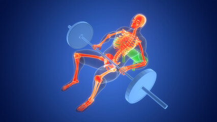 Human Lifting Heavy Barbell with Weights in Hip Thrust Exercise Anatomy