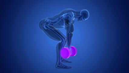 Human Exercising with Heavy Weight Dumbbell Rows Anatomy
