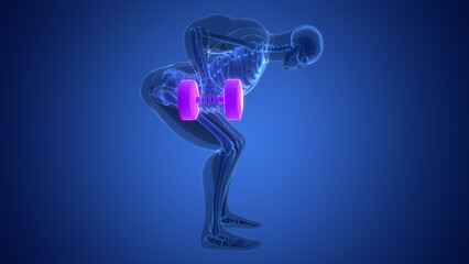 Human Exercising with Heavy Weight Dumbbell Rows Anatomy