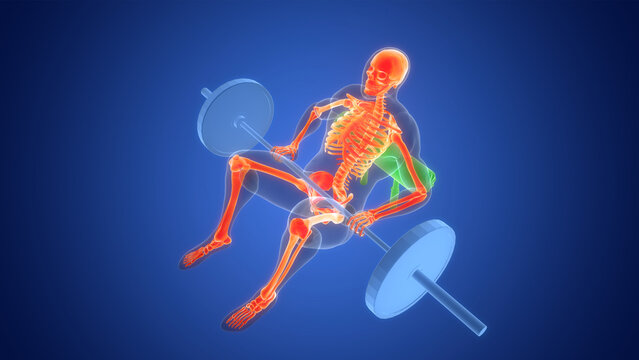 Human Lifting Heavy Barbell with Weights in Hip Thrust Exercise Anatomy