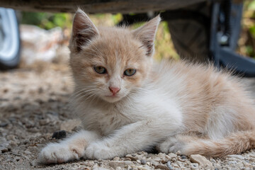 portrait of a cat © pityke70