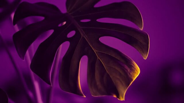 Seamless Looping Video Techniques for creating visually continuous and perfectly repeatable video segments, especially for abstract or atmospheric content.