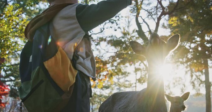 Sunrising behind child playing with friendly deer in park - slow motion