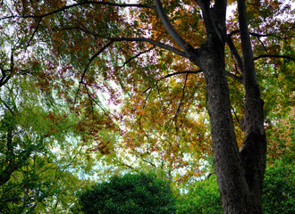 Obraz premium tree in the forest