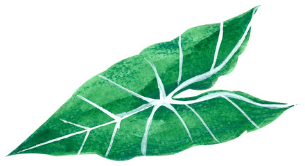 Vibrant tropical watercolor leaf clipart for wedding invitations high resolution transparent png photo