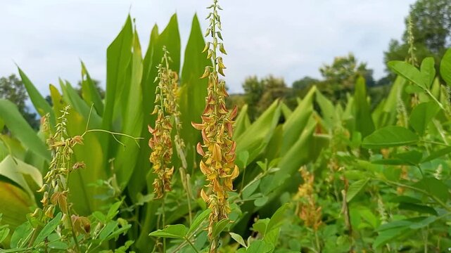 Yellow Pigeon Pea Flowers Blooming in Tropical Garden