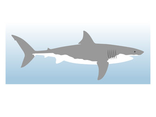 Fototapeta premium Adobe Great White