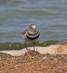 3 banded plover