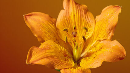 Detailed image capturing lively and textured lily closeup. Closeup macro photograph emphasizing vivid colors and intricate textures of lily petals © ossyffer