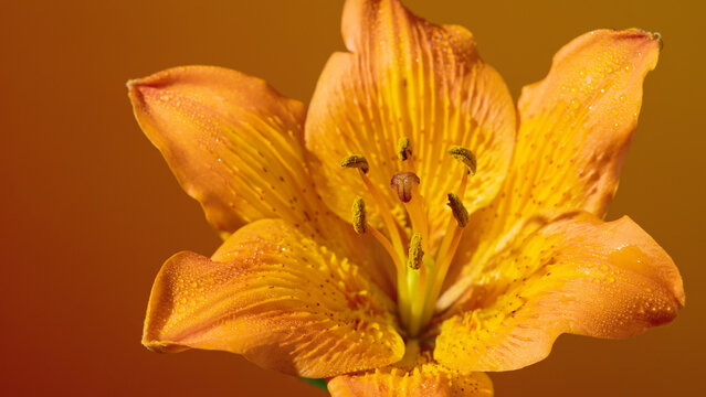Detailed image capturing lively and textured lily closeup. Closeup macro photograph emphasizing vivid colors and intricate textures of lily petals