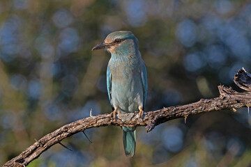 European roller