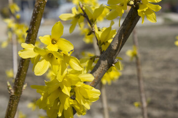forsythia flower branch