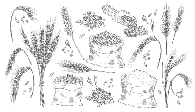 Detailed hand drawn sketches of wheat stalks, bundles, grains, and a burlap sack of flour for agricultural and baking concepts.