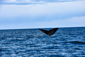 Fototapeta premium whale in the sea