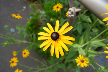 鮮やかな黄色のルドベキアの花