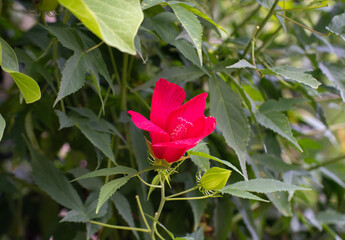 夏に咲く赤いモミジアオイ