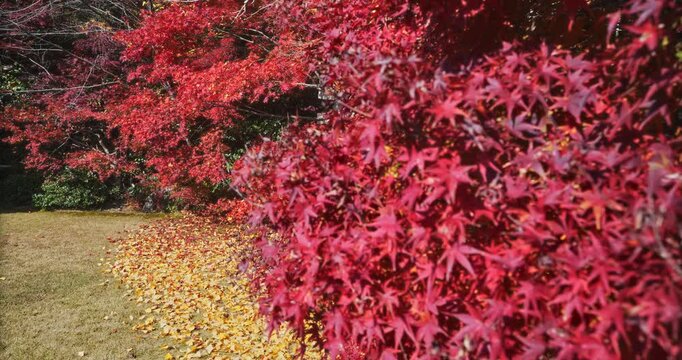 Hidden, stone torii gate in beautiful Japanese autumn park - steady cam movement