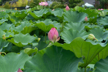 花開く前の不忍の池の蓮