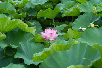上野公園、不忍の池のハスの花
