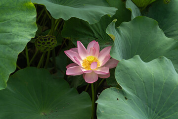 不忍の池の大きな蓮の花