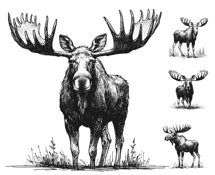 Moose line art drawing sketch vector hand drawn illustration svg