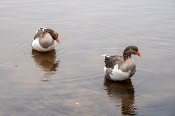 greylag geese a large goose native to the United Kingdom and Europe in Petersfield Heath Pond Hampshire England © Penny