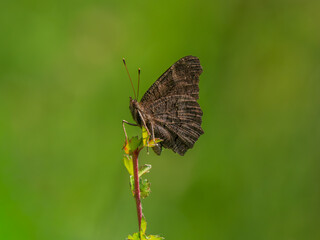 An Isolated Peacock Butterfly. Wings Closed.