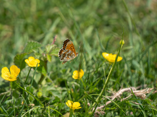 Glanville Fritillary Butterfly in Flight