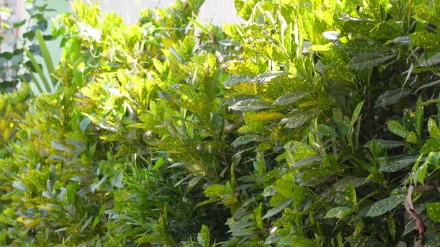 Cluster of Variegated Green and Yellow Leaves