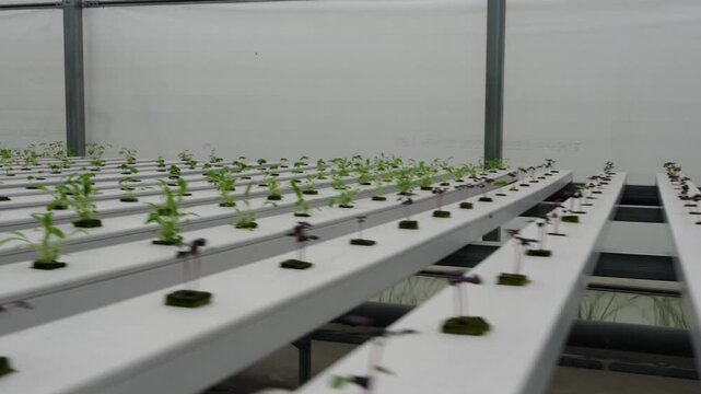 Hydroponic Lettuce Seedlings Growing in Modern Greenhouse System