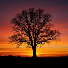 A dramatic black silhouette of a large, leafless tree stands isolated against a vibrant, fiery sunset sky backdrop ,shape ,serenity ,shadow