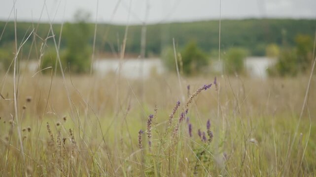 Wildflowers blooming in dry grass field near molodetsky kurgan