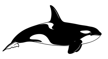 An orca whale silhouette swimming, isolated on a white background