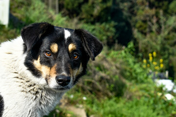 Curious mixed breed dog portrait outdoors, expressive eyes, natural background.