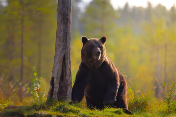 Fototapeta premium curious brown bear in the forest