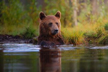 Fototapeta premium Bathing bear in the lake