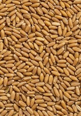 Close up texture of dry golden wheat grains filling the frame, suitable for food backgrounds and agricultural concepts ,healthy ,baking ,uncooked