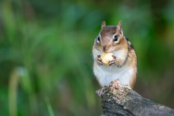 An eastern chipmunk  perched a tree branch while eating a shelled nut in its paws