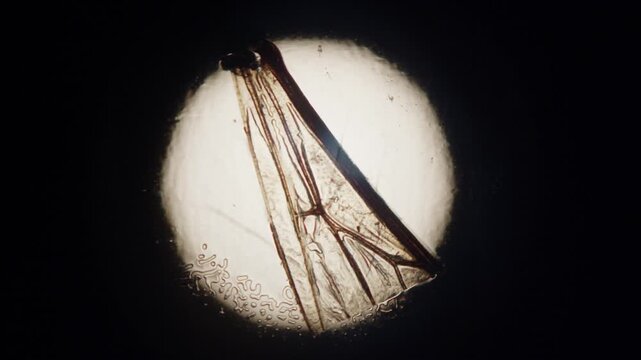 Microscopic image of Aphid bug, extreme close up on microscope of insect in laboratory.