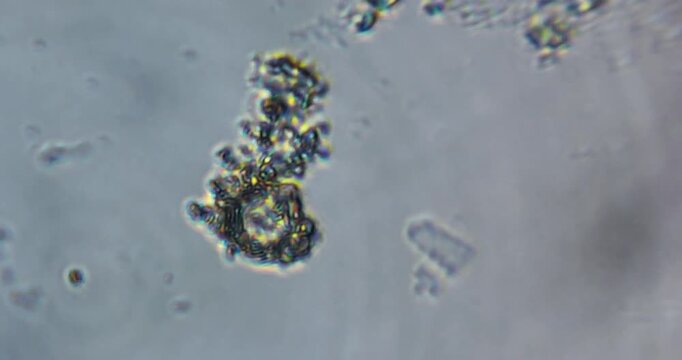 educational microscope video displaying real movement of living microorganisms commonly found in pond water and soil extracts. 