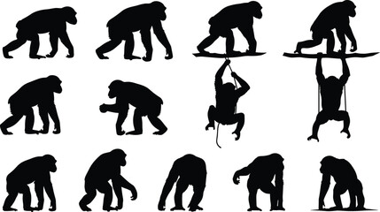Chimpanzee silhouette vector set collection, wild ape monkey black isolated on white background, walking climbing and hanging animal, nature wildlife graphic design element icon. © Aduri