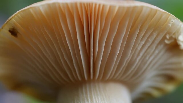 toadstool wild nature ai Close up of mushroom gills showing intricate texture and natural pattern of fungus underside