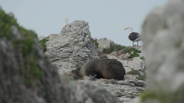 A telephoto view between rocks, of a scratching seal, that lies on the rocks at dawn, surrounded by few seagulls on watch. a 4K nature video clip.